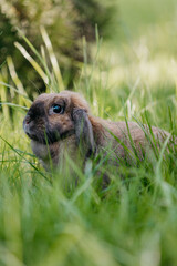 A pet rabbit in the grass