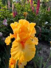 A Colorful Iris blossom  in a garden in Salem, Oregon