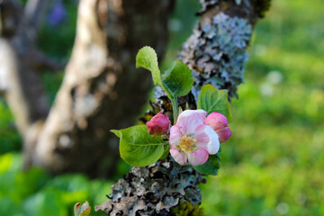 Apple Blossom Bud Green Leaf 02