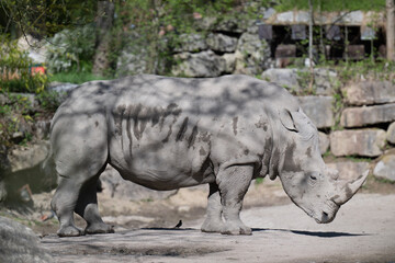 Naklejka premium Rhinoceros in Salzburg Zoo Austria