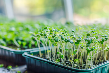 Many small trays of green sprouts in a greenhouse