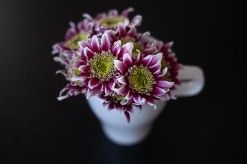 A bouquet of newly bloomed chrysanthemums inside a white cup on a black background. Gift, love, beauty in nature