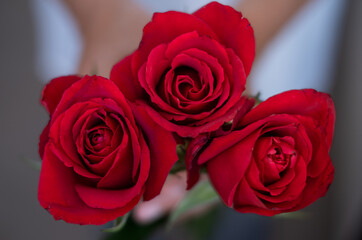 Three Red roses flower with beautifully unfolded petals in the hands of a woman
