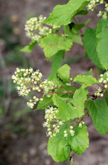 Tatar maple (Acer tataricum) grows in the wild