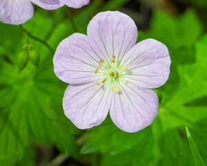 Fototapeta premium Geranium maculatum (Wild Geranium) Native North American Spring Woodland Wildflower 