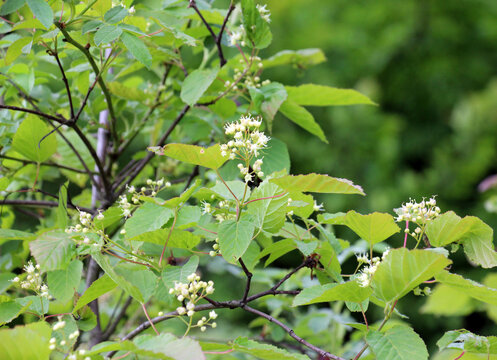 Tatar maple (Acer tataricum) grows in the wild