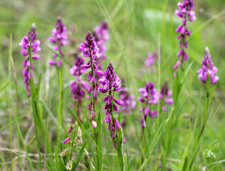 Polygala comosa blooms in nature