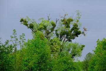 A tree covered with mistletoe in a spring scenery. A sick withered tree attacked by mistletoe (viscum).