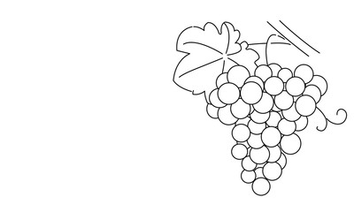 Bunch of grapes. Vine. Vector line drawing on white or transparent background. Grapevine. Cluster of grapes