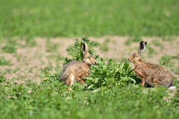 Feldhasen
