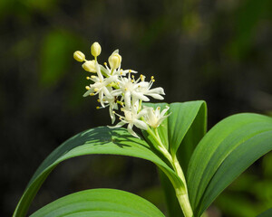 Obraz premium Maianthemum stellatum (Starry False Solomon's Seal) Native North American Wildflower