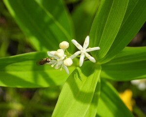 Obraz premium Maianthemum stellatum (Starry False Solomon's Seal) Native North American Wildflower