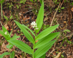 Obraz premium Maianthemum stellatum (Starry False Solomon's Seal) Native North American Wildflower