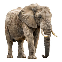 Fototapeta premium An African elephant stands on a plain Png background, a african elephant isolated on transparent background