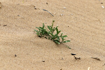 The Judean Desert in the Middle East, located in Israel and the West Bank.