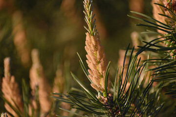 pine bud in spring on a branch closeup at sunset