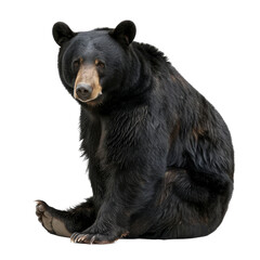 Fototapeta premium An American black bear sits down on a Png background, a american black bear isolated on transparent background