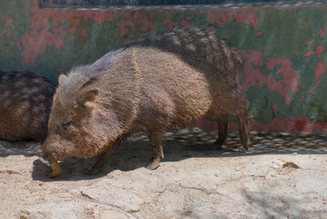 Collared peccary with bark in its mouth