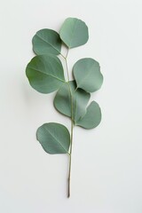 a leaf of eucalyptus on a white background