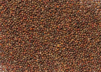 Scattered cabbage seeds, top view