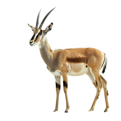 Fototapeta premium A gazelle confidently stands in front of a white backdrop, a antelope isolated on transparent background