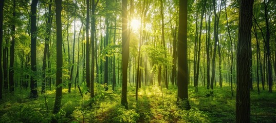Sunlit Forest Landscape
