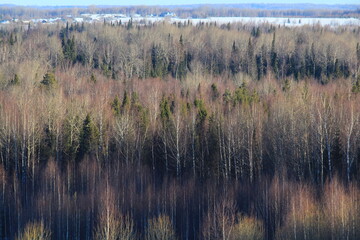 landscapes of the forests of northeastern Europe on an early March morning