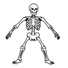 Vector illustration of a cute Skeleton drawing for toddlers colouring page