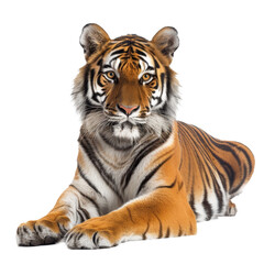 Obraz premium A Bengal tiger is seated in front of a plain white backdrop, a bengal tiger isolated on transparent background