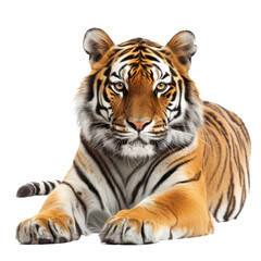A Bengal tiger resting in a reclined position on a plain white surface, a bengal tiger isolated on transparent background