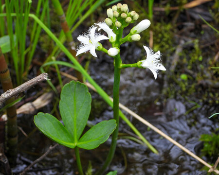 Menyanthes trifoliata Bog Buckbean Native North American Wetland Wildflower