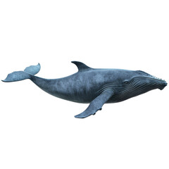 Fototapeta premium A realistic model of a humpback whale is depicted on a plain Png background, a blue whale isolated on transparent background