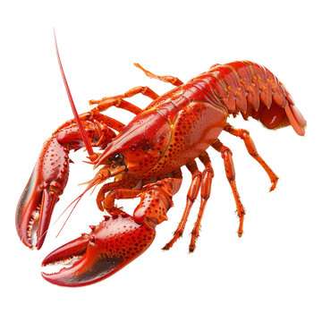 Boiled red lobster isolated on a Png background, a Boiled red crayfish isolated on transparent background