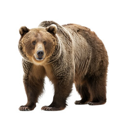 Fototapeta premium A brown bear standing in front of a plain Png background, a brown bear isolated on transparent background