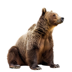Obraz premium A brown bear seated on a plain white backdrop, a Beaver Isolated on a whitePNG Background