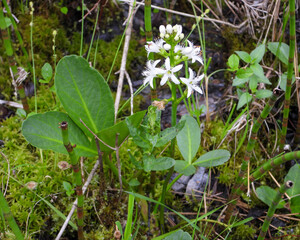 Fototapeta premium Menyanthes trifoliata Bog Buckbean Native North American Wetland Wildflower