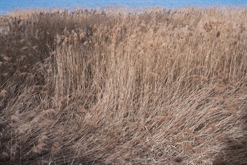 gros plan sur les roseaux du bord du lac 