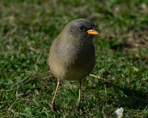 yellow beak bird