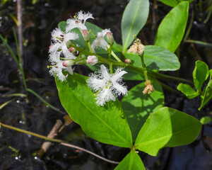 Obraz premium Menyanthes trifoliata Bog Buckbean Native North American Wetland Wildflower