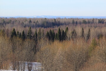 landscapes of the forests of northeastern Europe at the end of March on a sunny day