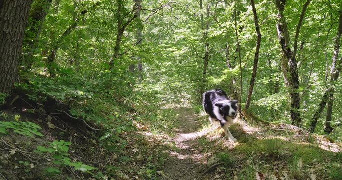 A hyperactive border collie dog runs along a path in the forest