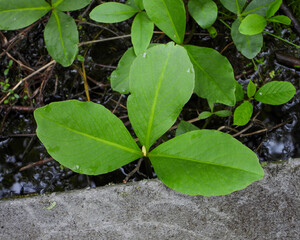 Menyanthes trifoliata Bog Buckbean Native North American Wetland Wildflower