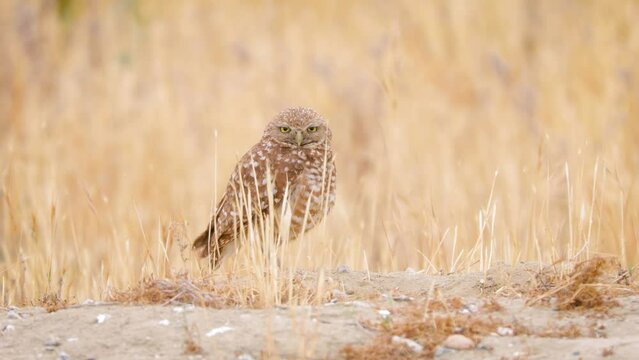 Cute Burrowing Owl Shot in the Desert Near Los Angeles
