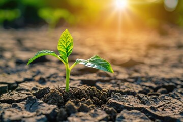 A small plant emerging from the soil, suitable for nature concepts