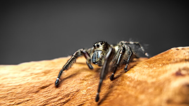 Hyllus diardi jumping spider family Salticidae, jump spider. Hyllus diardi male spiders, animal arachnid group of spiders that constitute the family jumping web spider.