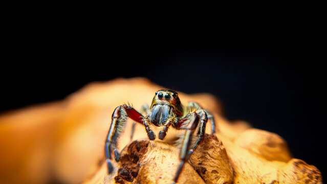 Hyllus diardi jumping spider family Salticidae, jump spider. Hyllus diardi male spiders, animal arachnid group of spiders that constitute the family jumping web spider.