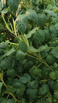 Fresh indian vegetable green cluster beans or Cyamopsis tetragonoloba