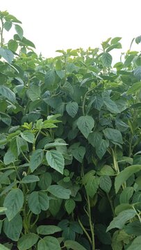 Cyamopsis tetragonoloba or cluster bean in the agriculture field