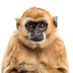Obraz premium A monkey sits in front of a plain Png background, a Cute Monkey animal Isolated over transparent background