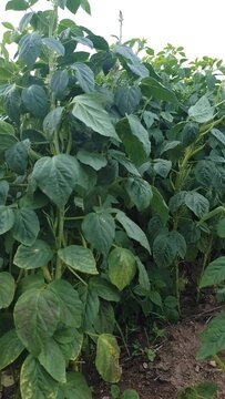 cluster bean , pan shot of vegetable plant with vegetables ,Cyamopsis tetragonoloba,